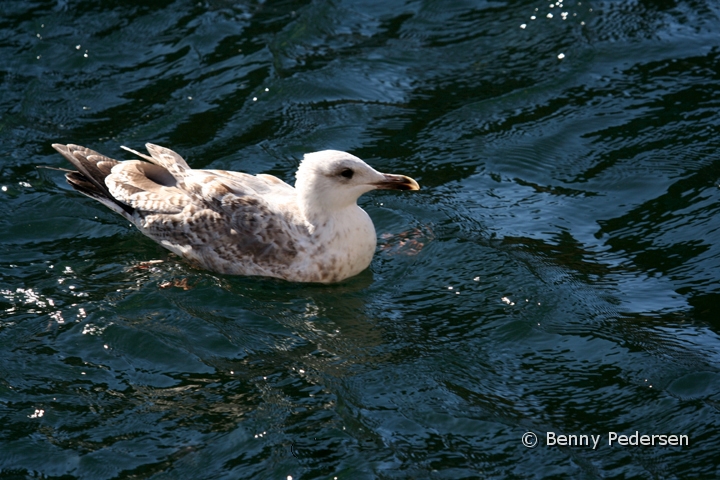 Solvmage ungfugl.jpg - Sølvmåge ungfugl (Larus argentatus)